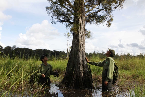 Một cây thủy tùng ở Trạm quản lý bảo vệ rừng Trấp Ksơ (ở xã Ea Hồ, huyện Krông Năng) thuộc Khu  Bảo tồn loài- sinh cảnh thông nước.