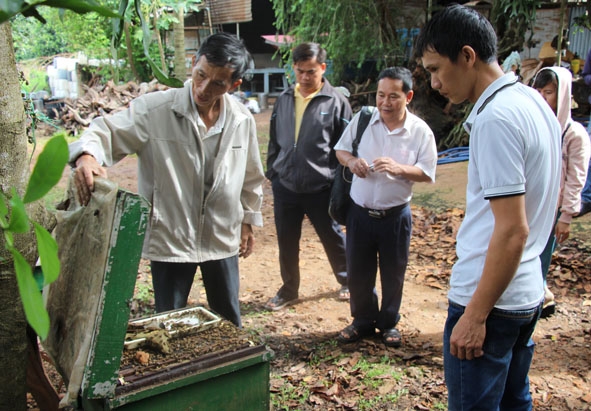 Nông dân trong tình tham quan mô hình nuôi ong tại một trang trại ở phường Tự An, TP. Buôn Ma Thuột. 