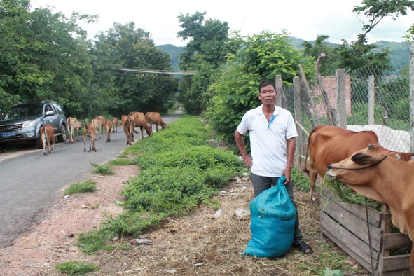 Người dân xã Bông Krang, huyện Lắk chăn nuôi bò thả rông gây ô nhiễm môi trường,  không bảo đảm an toàn giao thông.