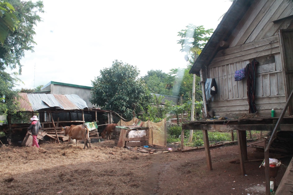 Chuồng trại nuôi bò của gia đình chị H’Black Êban được xây dựng cạnh nhà ở.