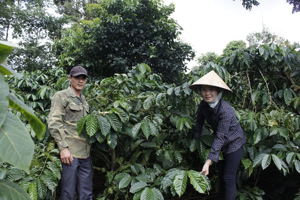 Chị Nguyễn Thị Dung cùng chồng chăm sóc cà phê. 