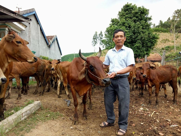 Ông Trần Đình Chính chăm sóc đàn bò của gia đình.  