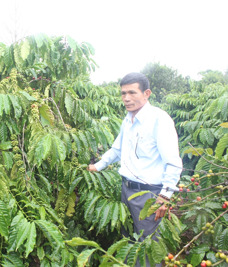 Vườn cà phê của thành viên HTX sản xuất nông nghiệp, thương mại và dịch vụ Minh Toàn Lợi 