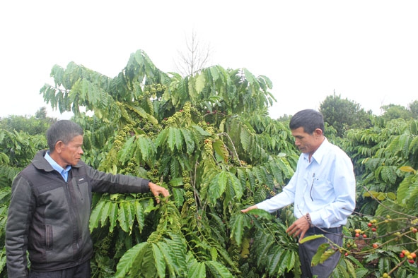 Vườn cà phê chuẩn bị thu hoạch của HTX sản xuất nông nghiệp thương mại và dịch vụ Minh Toàn Lợi. 