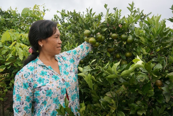 Gia đình anh Lê Bá Thức với mô hình trồng cây ăn quả kết hợp nuôi gia súc  gia cầm cho hiệu quả kinh tế cao  Trang thông tin điện tử