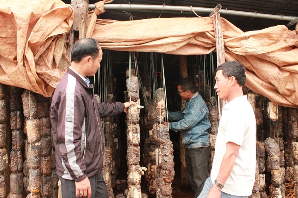 Anh Nguyễn Thanh Phúc (bìa phải) ở thôn Xuân Lộc chia sẻ kinh nghiệm trồng và chăm sóc cây nấm. 
