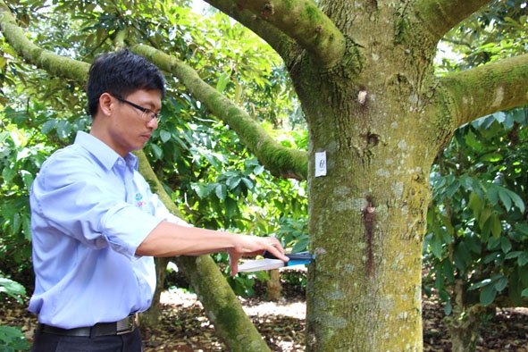 Trị bệnh khô cành xì mủ trên cây sầu riêng ở huyện Krông Pắc.  
