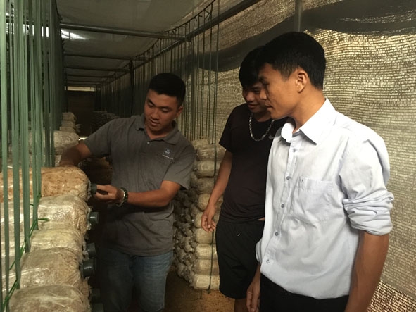Anh Nguyễn Cảnh Hùng (bìa trái) đang giới thiệu về mô hình trồng nấm.