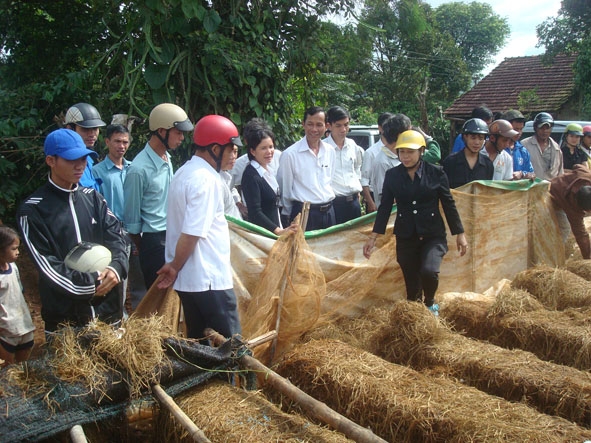Học viên của Trung tâm dạy nghề huyện Krông Ana tham quan mô hình trồng nấm rơm. 