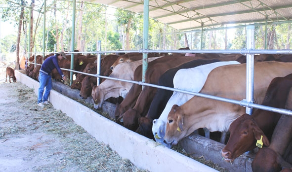 Trang trại  nuôi bò  của Công ty  Cổ phần  Hoàng Anh  Đắk Lắk  ở xã Ea H’leo (huyện  Ea H’leo). 