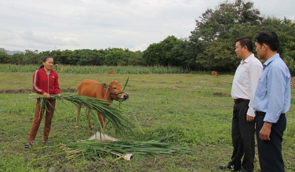 Ông Bùi Thế Đông, Chủ tịch Ủy ban MTTQ huyện (người mặc áo trắng) đi thăm các hộ được tặng bò.