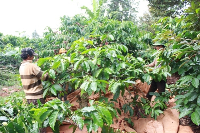 Nông dân huyện Krông Pắc thu hoạch cà phê