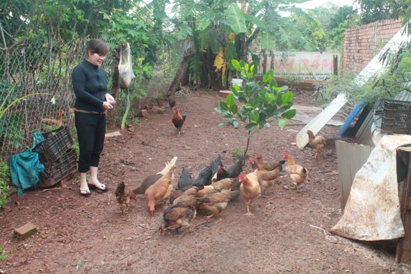 Chị Đặng Thị Bích Liên  khởi nghiệp bằng  mô hình nuôi gà lấy trứng.