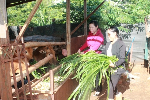 Phụ nữ phường Tân An (TP. Buôn Ma Thuột) chia sẻ kinh nghiệm phát triển kinh tế từ chăn nuôi.
