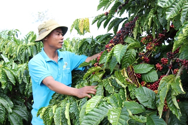 Người dân thu hoạch cà phê đạt độ chín trên 95%