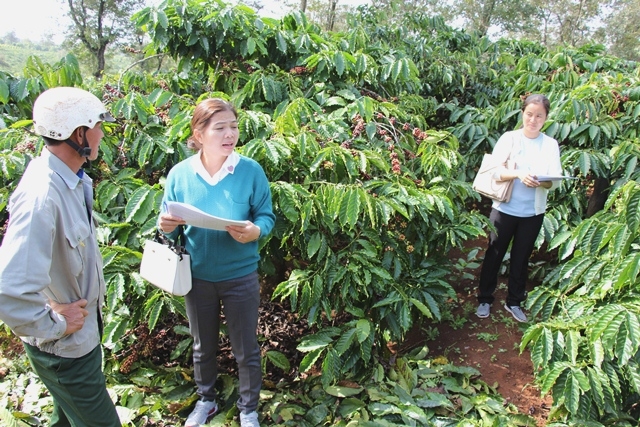 Đoàn kiểm tra thu thập thông tin từ nông hộ sản xuất cà phê mang Chỉ dẫn địa lý Cà phê Buôn Ma Thuột