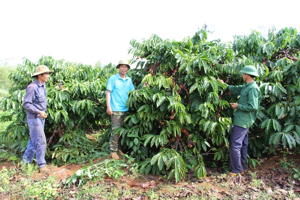 Nông dân xã Cư Dliê Mnông, huyện Cư M'gar thu hoạch cà phê. 