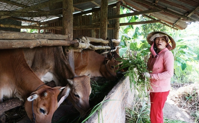 Mô hình nuôi bò nhốt giúp nhiều hộ dân ở xã Khuê Ngọc Điền thoát nghèo.