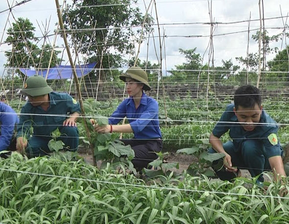 Mô hình  trồng rau sạch của Chi đoàn Quân sự  xã Hòa Phú. 