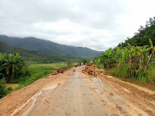Người dân thôn Sông Chò (xã Cư San, huyện M’Đrắk) vận chuyển gỗ rừng trồng thu hoạch ra tận lề đường bán cho thương lái. 