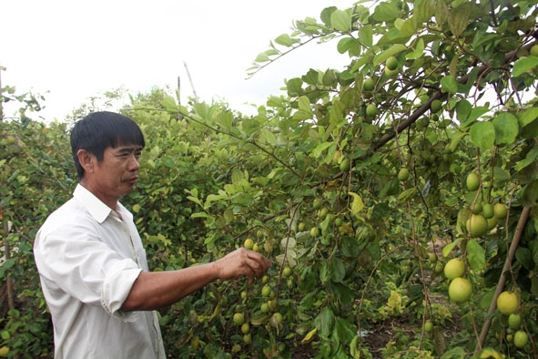 Ông Phạm Văn Tân đang thu hoạch táo.