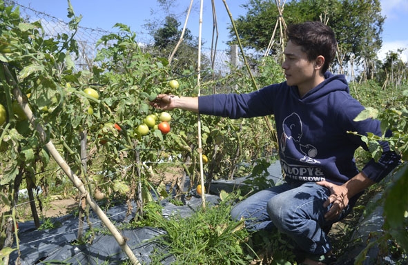 Anh Phạm Thái Long chăm sóc vườn cà chua.