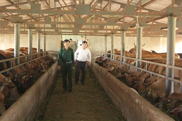 Trang trại chăn nuôi bò của Công ty TNHH MTV Cà phê Ea Pốk, huyện Cư M'gar. 