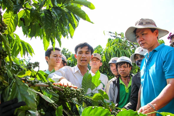 Cán bộ khuyến nông hướng dẫn nông dân huyện Krông Búk thu hoạch cà phê đúng kỹ thuật.  Ảnh: H. Gia