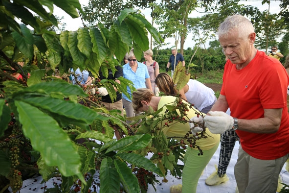 Du khách nước ngoài trải nghiệm việc thu hoạch cà phê tại khu thực nghiệm của Viện Khoa học Kỹ thuật nông lâm nghiệp Tây Nguyên. 