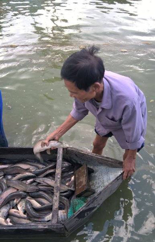Ông Ngô Minh Chính (xã Cư Mta) thu hoạch cá lóc đen trong ao nuôi của gia đình. 