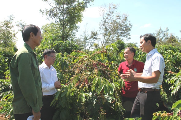 Vườn cà phê tái canh trên địa bàn huyện Cư Kuin.