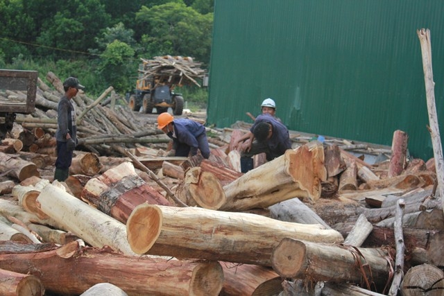 Một cơ sở chế biến gỗ rừng trồng tại huyện M'Đrắk