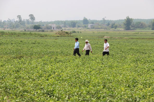 Chuyển đổi đất lúa kém hiệu quả sang trồng đậu xanh tại huyện Ea Kar.