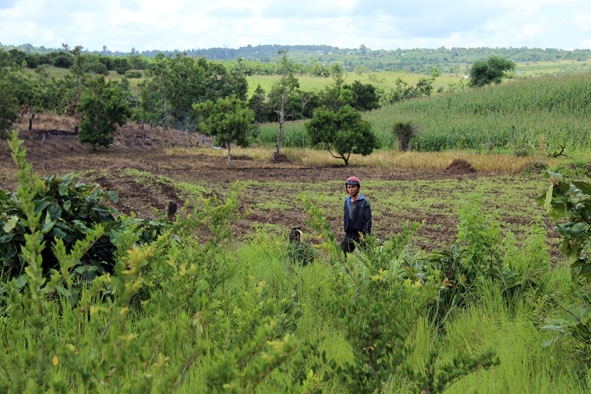 Nhiều diện tích đất lâm nghiệp tại xã Cư M’lan (Ea Súp) dự kiến làm các DA điện năng lượng mặt trời đang bị người dân lấn chiếm.