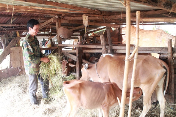 Anh Y Nha Knul phát triển đàn bò từ nguồn vốn vay Quỹ hỗ trợ nông dân.