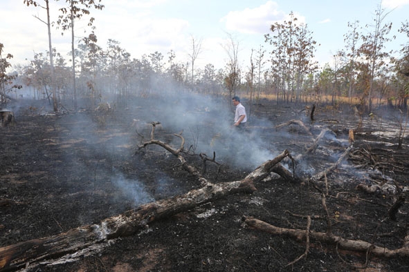 Một khoảnh rừng ở huyện Ea Súp bị người dân chặt phá, đốt thực bì để chiếm đất.  