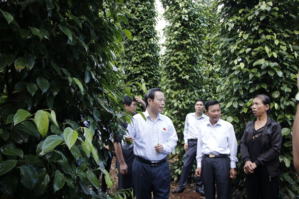 Phó Chủ tịch Quốc hội Phùng Quốc Hiển (bìa trái) thăm mô hình trồng tiêu của gia đình bà Trần Thị Tuyết ở thôn 6, xã Ea Bhốk.