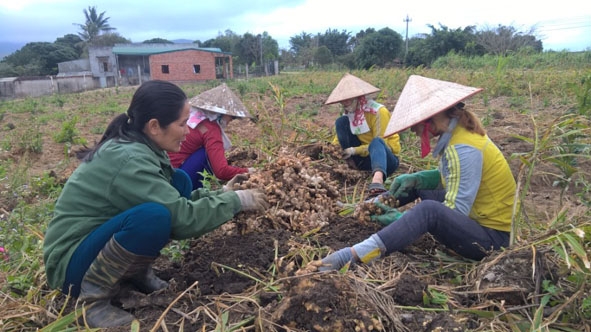 Nông dân  xã Cư Prao (M'Đrắk)  đang thu hoạch gừng, nghệ. 