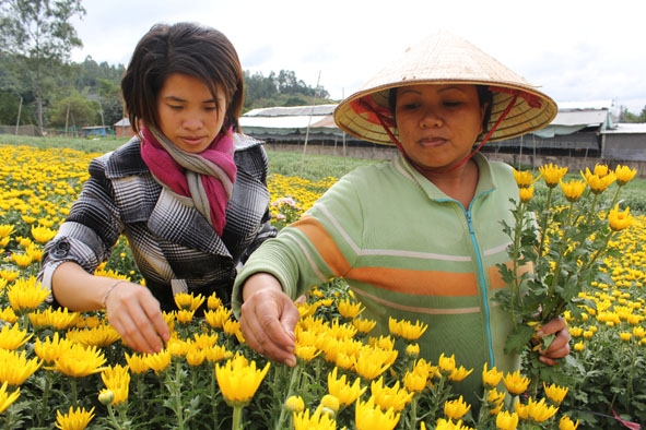 Cán bộ  khuyến nông  TP. Buôn  Ma Thuột  thăm mô hình trồng hoa  tại phường  Ea Tam. 