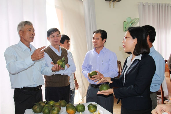 Sản phẩm cam, quýt ở xã Cư Elang (huyện Ea Kar) được giới thiệu tại Hội nghị kết nối thương mại các sản phẩm đạt tiêu chuẩn VietGAP.  