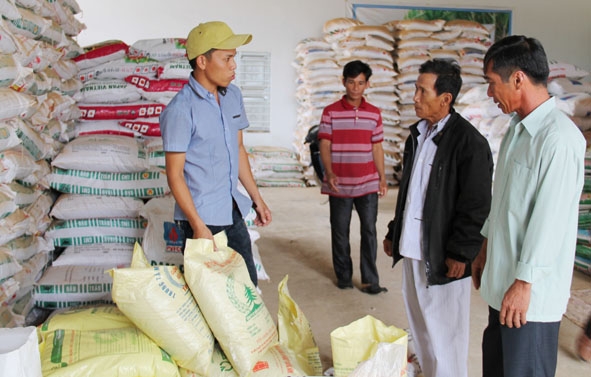 Hợp tác xã Dịch vụ tổng hợp nông nghiệp Thăng Bình (huyện Krông Bông) cung ứng hạt giống cho nông dân.