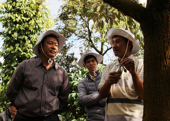  Người dân xã Ea Tân,  huyện  Krông Năng  chia sẻ  kinh nghiệm cho cây  sầu riêng  ra quả  theo ý muốn. 
