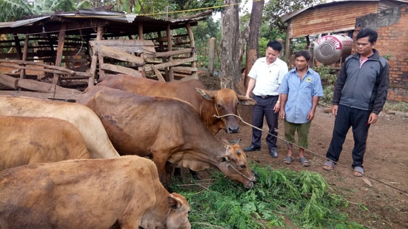 Đàn bò của gia đình ông Ama H'Nhom (giữa).  