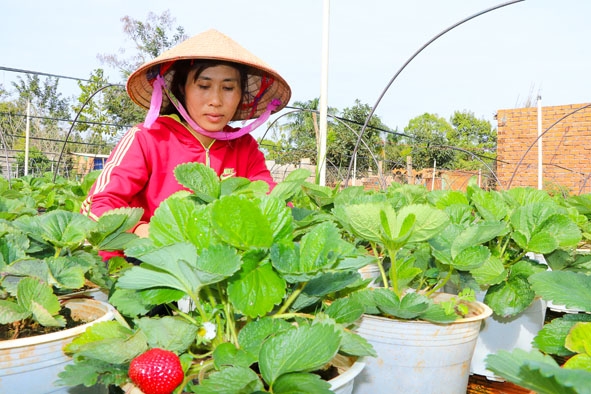 Nhiều nhà vườn ở xã Hòa Thắng đã chủ động chuyển đổi sang trồng các loại cây cảnh mới, lạ như dâu tây.  