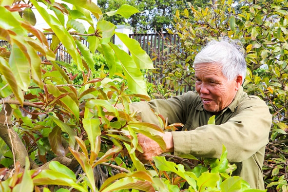  Ông  Hồ Sỹ Hùng  (xã Hòa Thắng) chăm sóc vườn mai chuẩn bị cho  thị trường hoa Tết. 