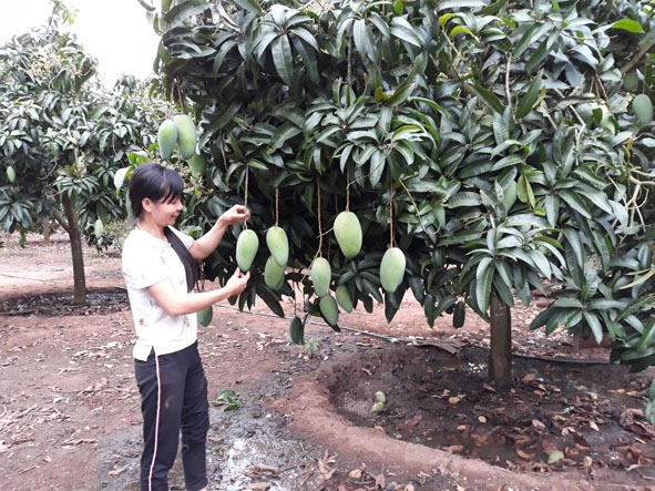 Chị Nguyễn Thị Hoài bên vườn xoài trái vụ.