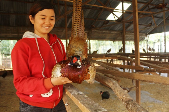 Trang trại nuôi chim trĩ của chị Nguyễn Thị Huyền. 