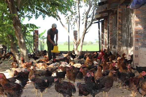 Mô hình chăn nuôi gà thả vườn của anh Đinh Xuân Hùng (bìa trái) và Nguyễn Văn Tâm (thị trấn Ea Súp).