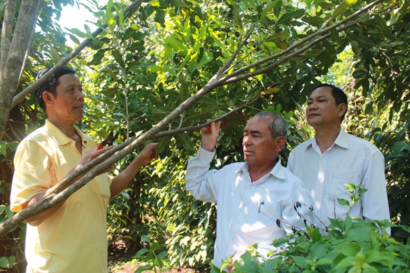 Cán bộ Hội Nông dân các cấp thăm mô hình trồng tiêu xen cà phê của gia đình anh Nguyễn Tiến ở buôn Sang B, xã Ea H’đing.