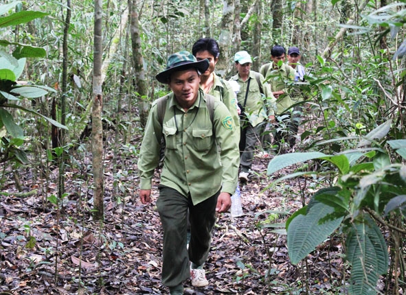 Tuần tra bảo vệ rừng ở Vườn Quốc gia Chư Giang Sin. Ảnh: Vạn Tiếp